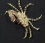 Pleocyemata