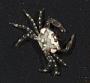 Pleocyemata