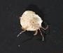 Pleocyemata