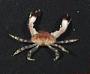 Pleocyemata