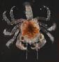 Pleocyemata