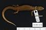 Plestiodon anthracinus