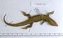 Plestiodon longirostris