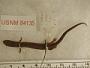 Plethodon welleri
