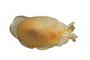 Pleurobranchidae