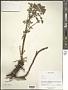 Pleurospermum sp.