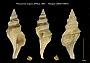 Pleurotoma insignis
