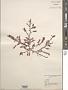 Plocamium sp.
