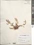 Plocamium sp.