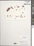 Plocamium sp.