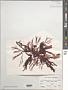 Plocamium sp.