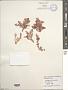 Plocamium sp.