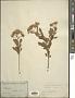 Pluchea indica (L.) Less.