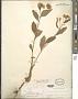 Pluchea odorata (L.) Cass.