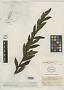 Pluchea organensis Gardner