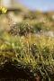 Poa arctica R. Br.