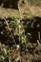 Poa curtifolia Scribn.