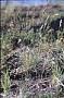 Poa cusickii subsp. pallida Soreng
