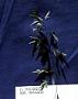 Poa cusickii Vasey subsp. cusickii
