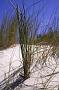 Poa poiformis (Labill.) Druce