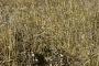 Poa stricta subsp. colpodea Th. Fr.