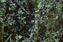 Poa tracyi Vasey