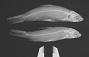 Pogonichthys argyreiosus
