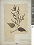 Pogostemon amaranthoides Benth.
