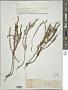 Pogostemon gracilis Hassk.