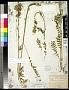Polemonium occidentale Greene