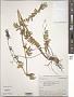 Polemonium sp.