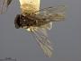 Polybates slossonae
