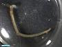 Polychaeta