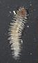 Polychaeta