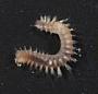 Polychaeta