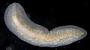 Polycladida