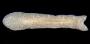 Polycladida