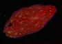 Polycladida