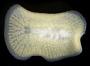 Polycladida