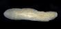 Polycladida