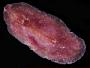 Polycladida
