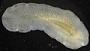 Polycladida