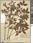 Polycodium neglectum Small