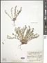 Polygala amarella Crantz
