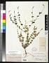 Polygala aparinoides Hook. & Arn.
