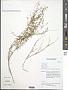 Polygala paniculata L.