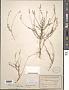 Polygala paniculata L.