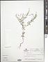 Polygala paniculata L.