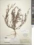 Polygonum buxiforme Small