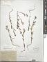 Polygonum buxiforme Small